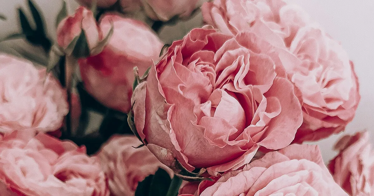 Ver las series Élite y La casa de las flores para aprender español